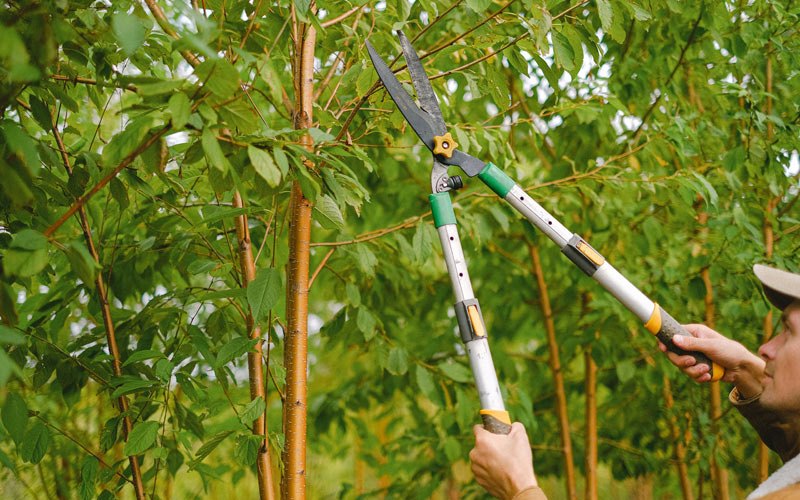 Tree trimming in Saint Hilaire, MN