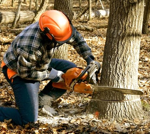 Tree Removal in Saint Hilaire, MN